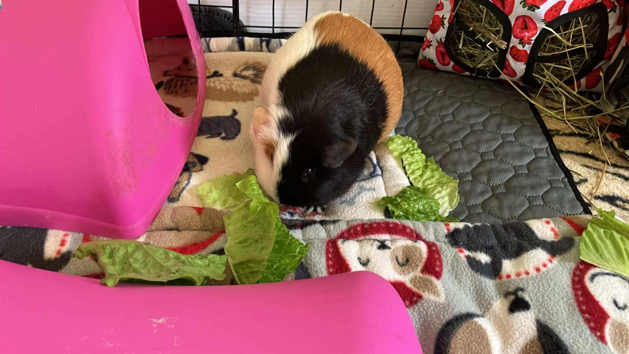 Toffee Momo, ADOPTABLE, Adult Female Guinea Pig.
