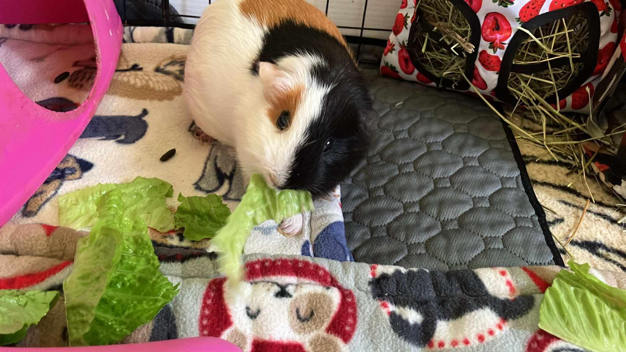 Enlarge Toffee Momo, a ADOPTABLE Guinea Pig in Shelby Township, MI image 2/3