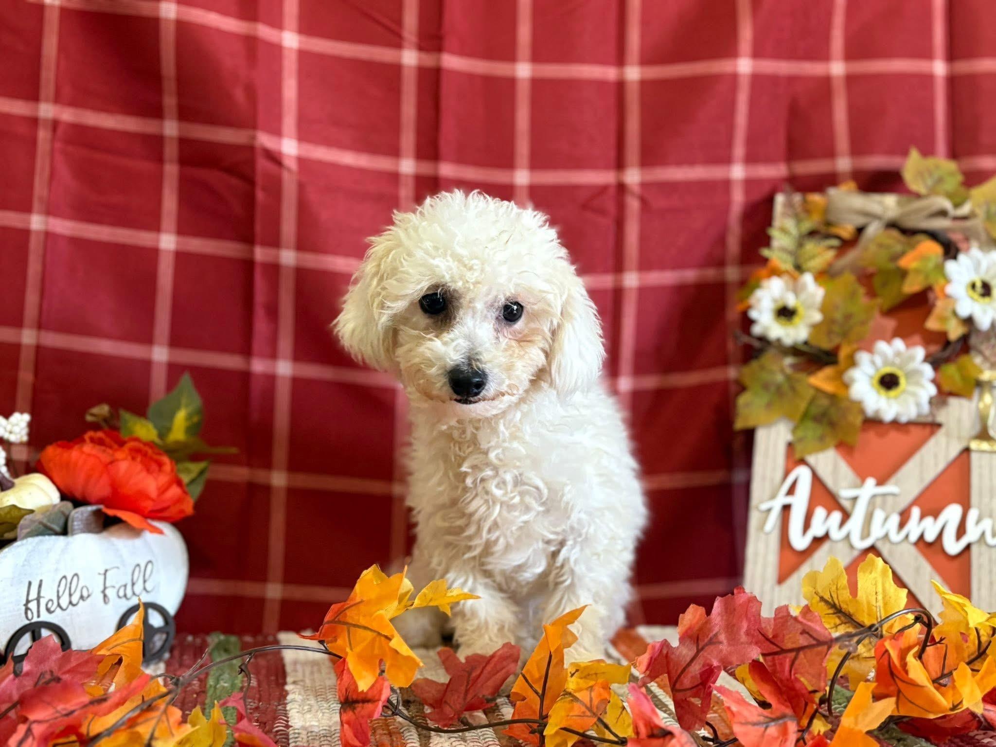 Prince, Adoptable, Young Male Maltese & Bichon Frise.