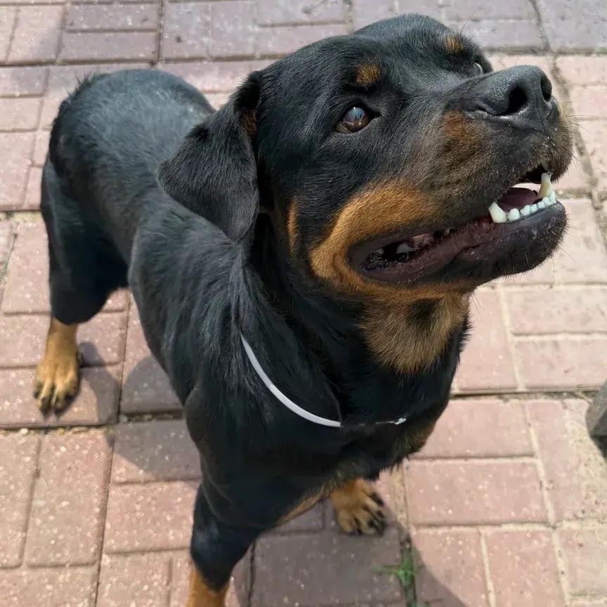 Enlarge Ember, a ADOPTABLE Rottweiler in Polk, OH image 3/3