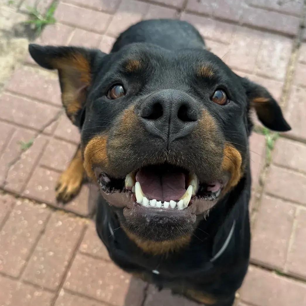 Ember, ADOPTABLE, Young Female Rottweiler.