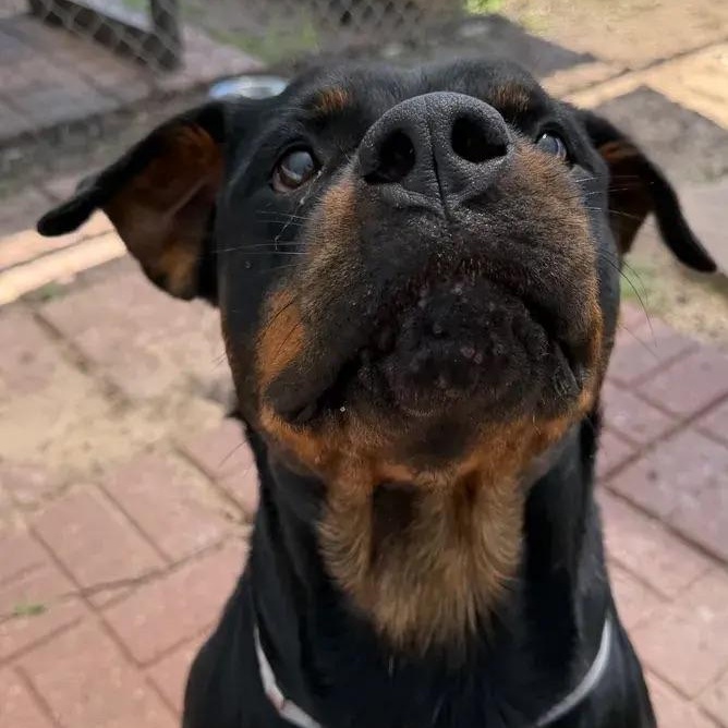 Enlarge Ember, a ADOPTABLE Rottweiler in Polk, OH image 2/3