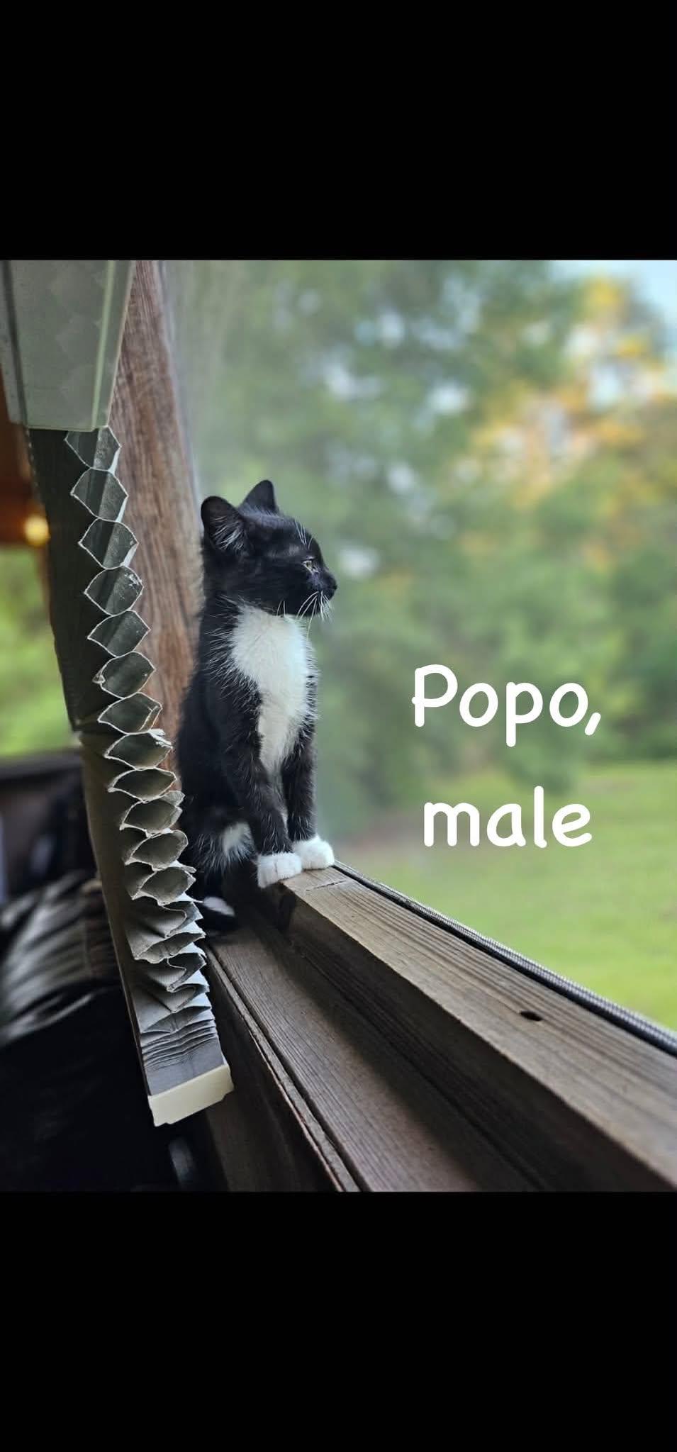 Southwest Litter, Adoptable, Kitten Female American Shorthair.