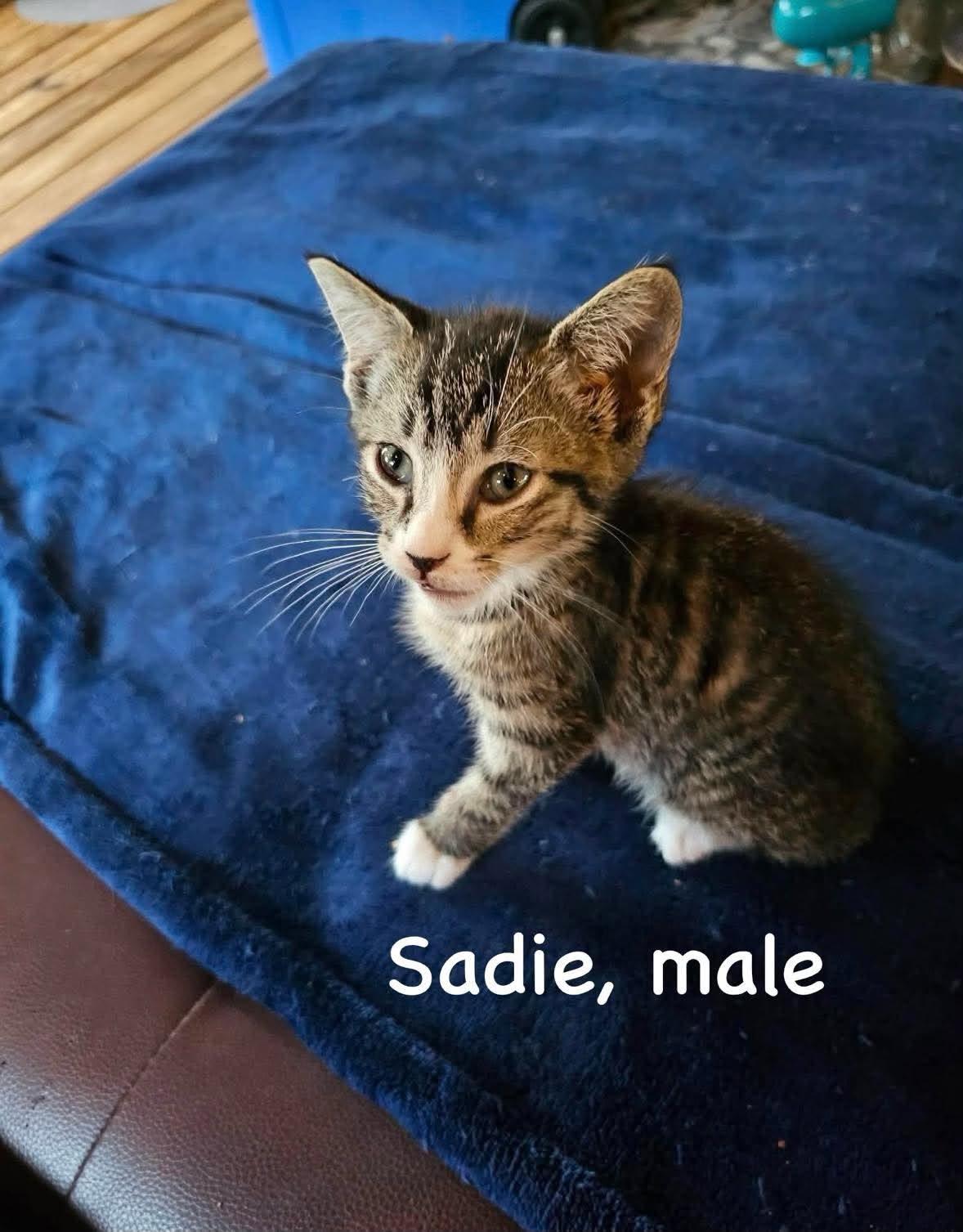 Enlarge Southwest Litter, a Adoptable American Shorthair in Columbia, MD image 2/6