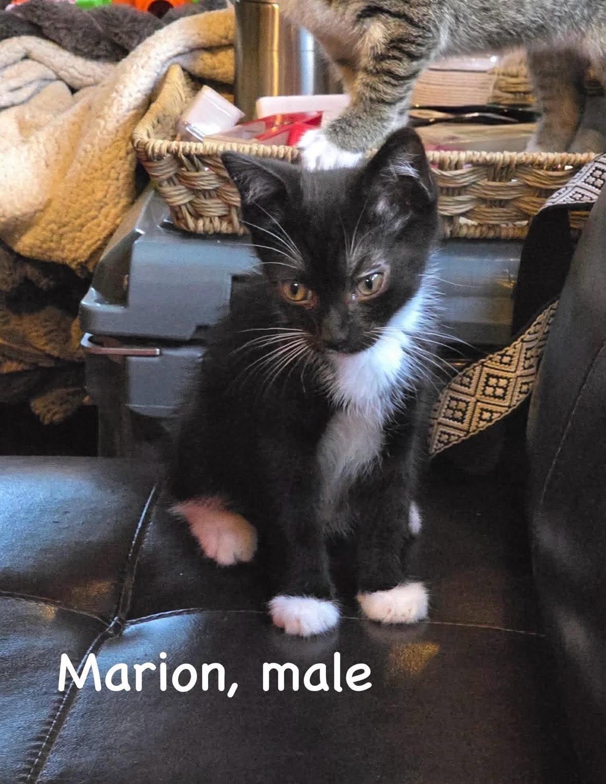 Enlarge Southwest Litter, a Adoptable American Shorthair in Columbia, MD image 4/6