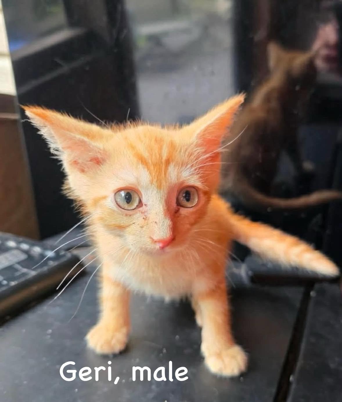 Enlarge Southwest Litter, a Adoptable American Shorthair in Columbia, MD image 3/6