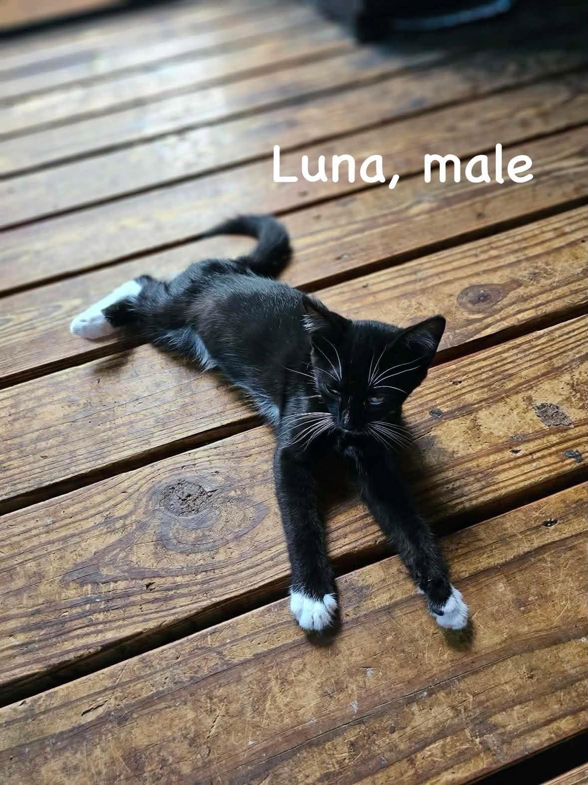 Enlarge Southwest Litter, a Adoptable American Shorthair in Columbia, MD image 5/6