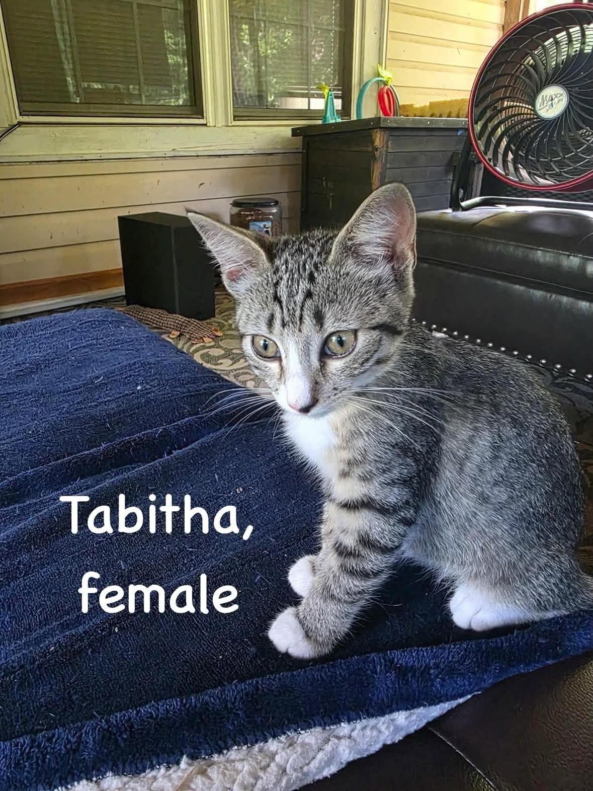 Enlarge Southwest Litter, a Adoptable American Shorthair in Columbia, MD image 6/6