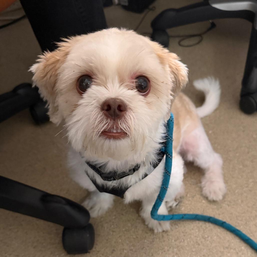 Enlarge Lucas, a Adoptable mixed breed in Westhampton, NY image 1/5