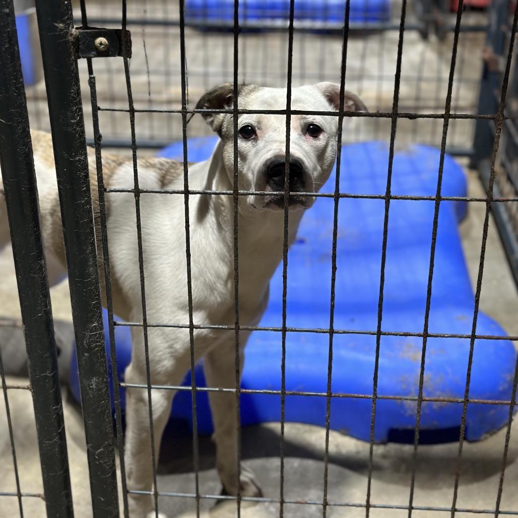 Enlarge Pauline, a Adoptable Pit Bull Terrier in Fort Smith, AR image 1/2