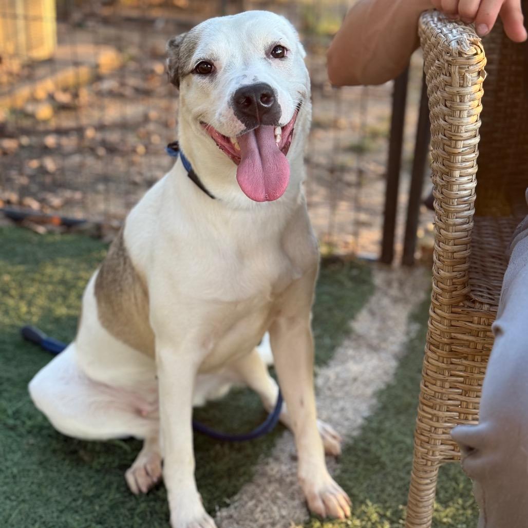 Enlarge Pauline, a Adoptable Pit Bull Terrier in Fort Smith, AR image 2/2