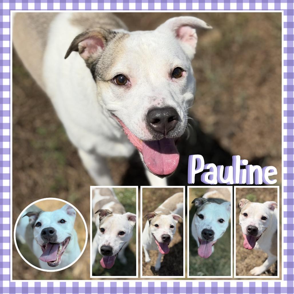 Pauline, a Adoptable Pit Bull Terrier in Fort Smith, AR image 3/4