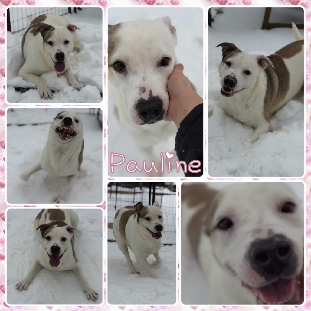 Enlarge Pauline, a Adoptable Pit Bull Terrier in Fort Smith, AR image 3/3