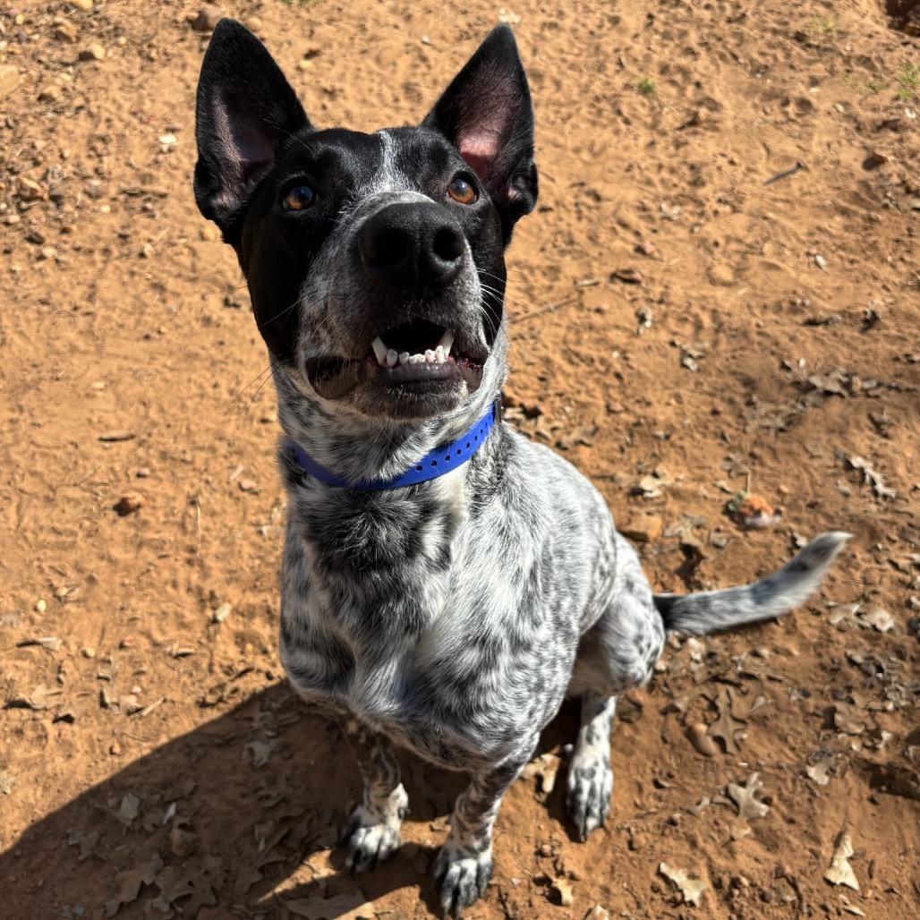 Enlarge Smokey, a Adoptable mixed breed in Cedar Creek, TX image 1/4
