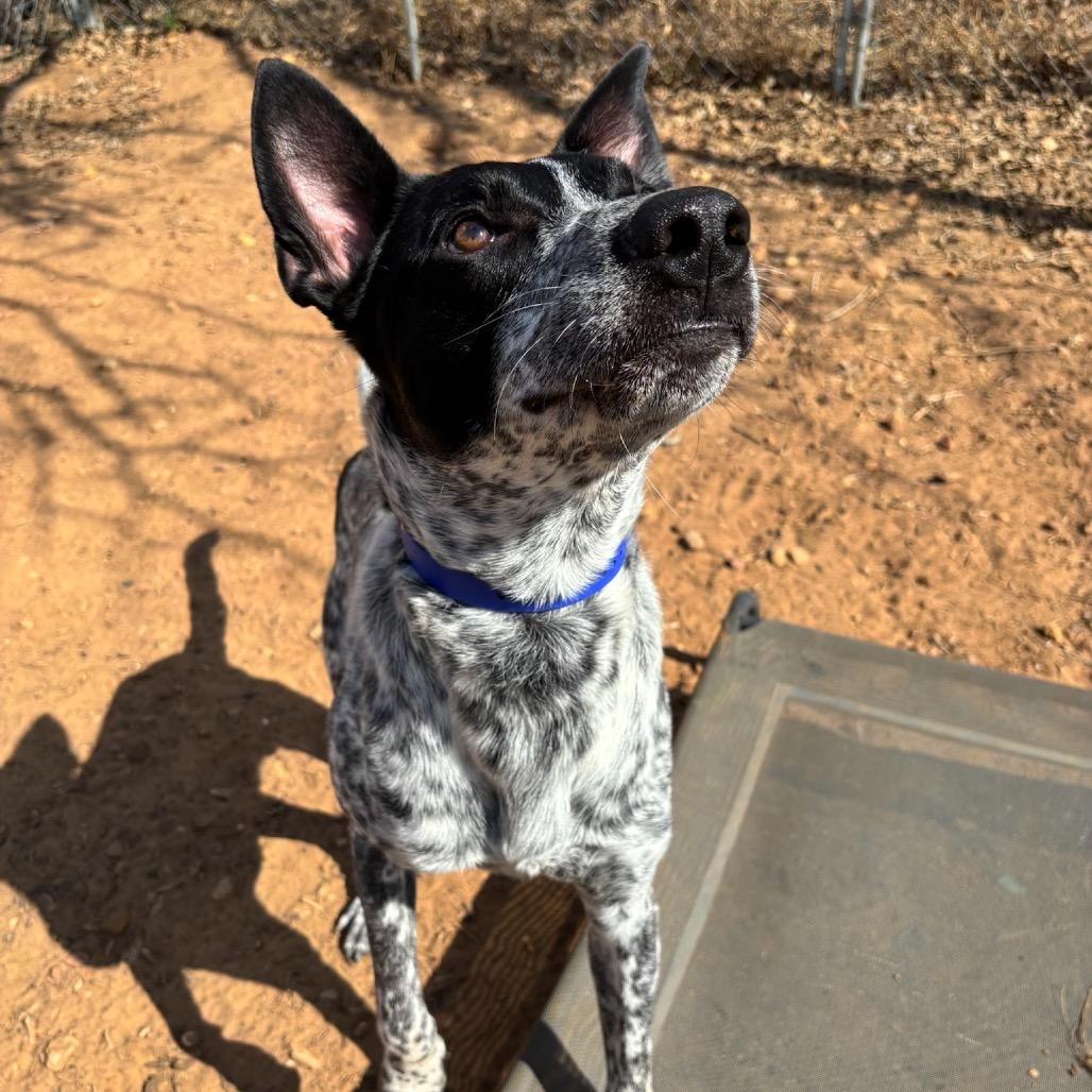 Enlarge Smokey, a Adoptable mixed breed in Cedar Creek, TX image 2/4