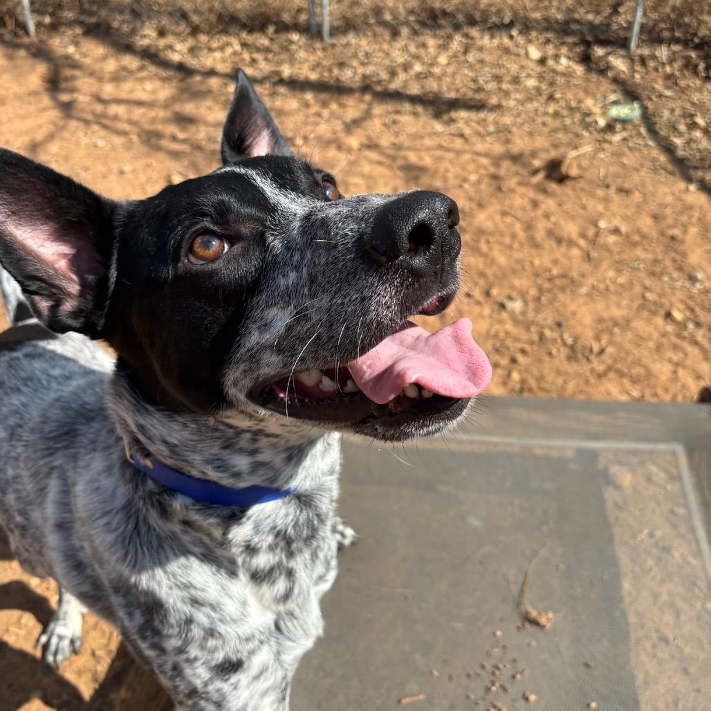 Enlarge Smokey, a Adoptable mixed breed in Cedar Creek, TX image 3/4