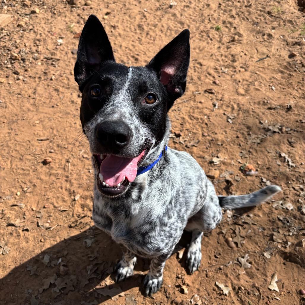 Enlarge Smokey, a Adoptable mixed breed in Cedar Creek, TX image 4/4