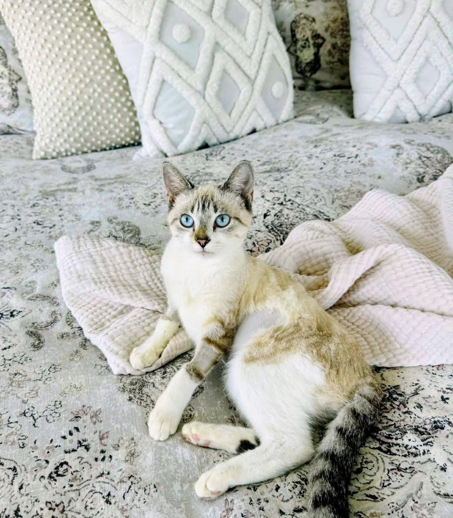 Lily, Adoptable, Kitten Female Siamese.