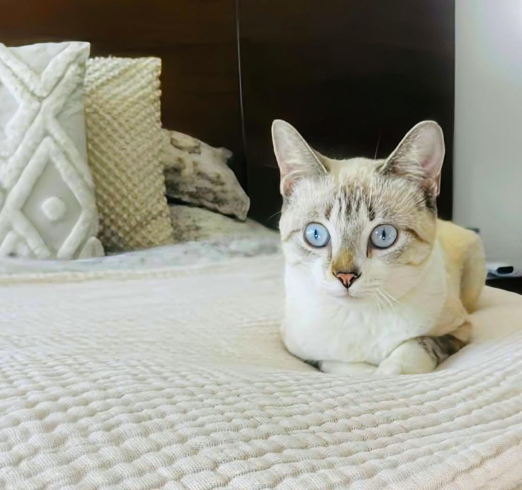 Lily, a Adoptable Siamese in San Juan de Abajo, NAY image 2/6