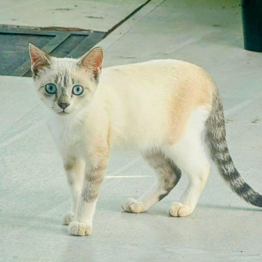 Lily, a Adoptable Siamese in San Juan de Abajo, NAY image 3/6