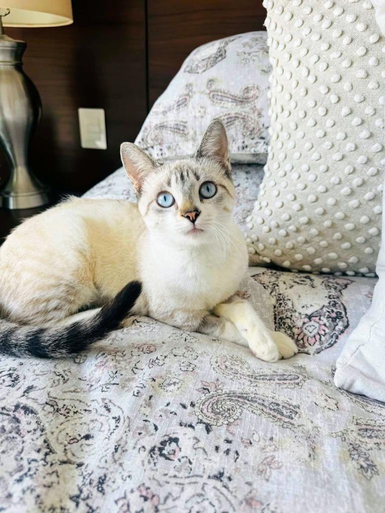 Lily, a Adoptable Siamese in San Juan de Abajo, NAY image 4/6