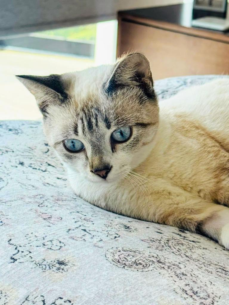 Lily, a Adoptable Siamese in San Juan de Abajo, NAY image 6/6