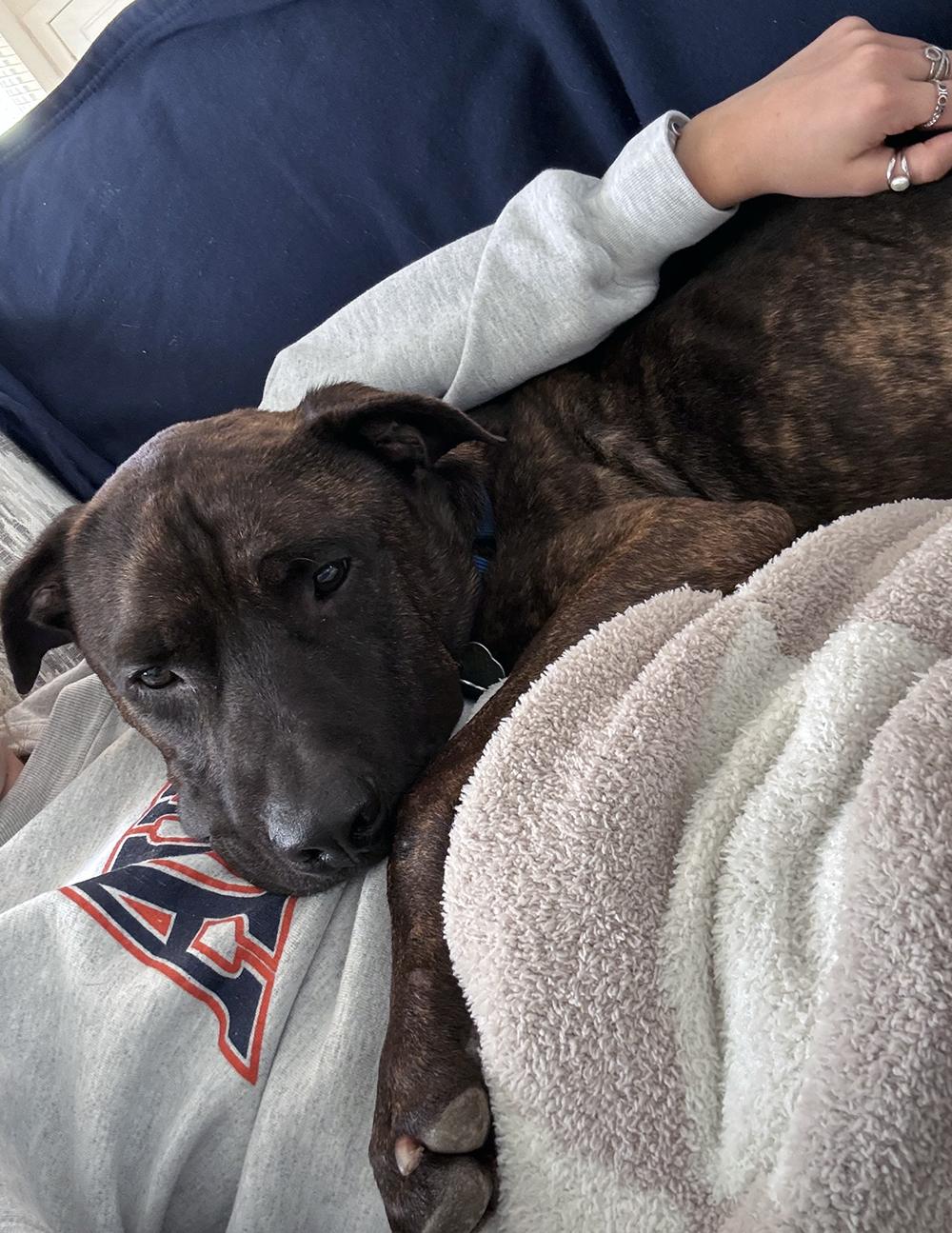 Enlarge Niko, a ADOPTABLE mixed breed in Marietta, GA image 2/4