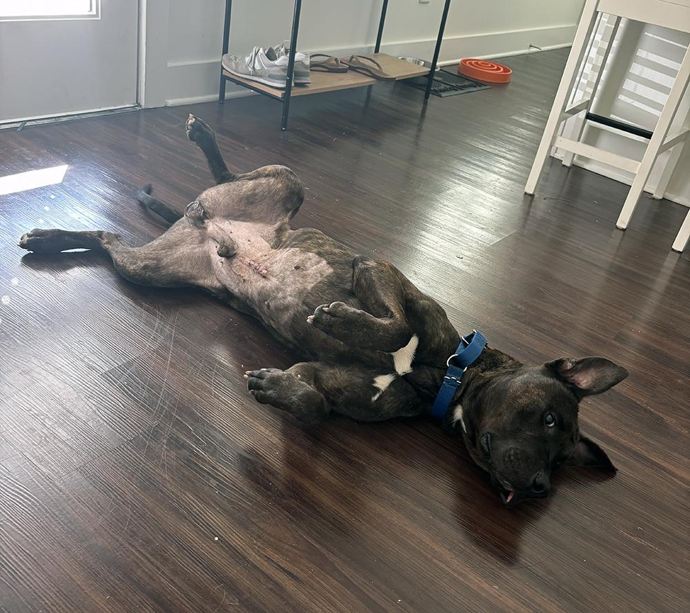 Enlarge Niko, a ADOPTABLE mixed breed in Marietta, GA image 3/4