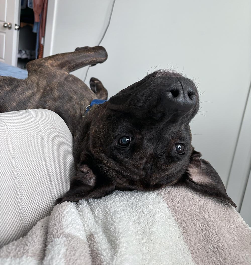 Enlarge Niko, a ADOPTABLE mixed breed in Marietta, GA image 4/4