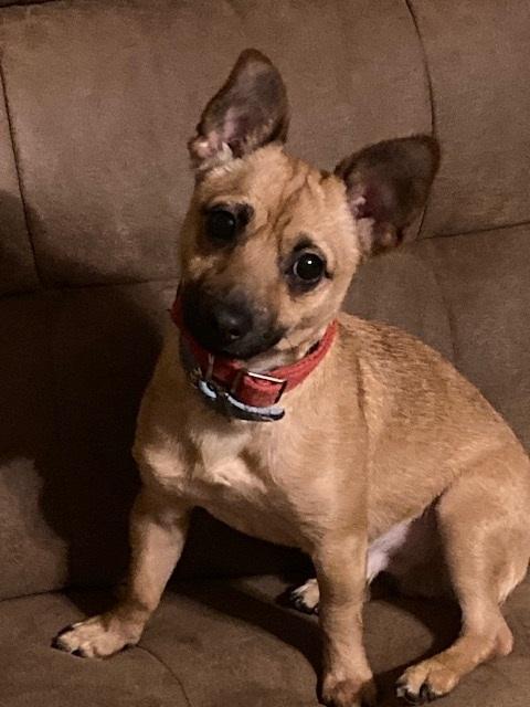 Bear, Adopted, Young Male Chihuahua.