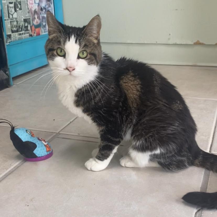 Queen Mini, Adoptable, Senior Female Domestic Short Hair.