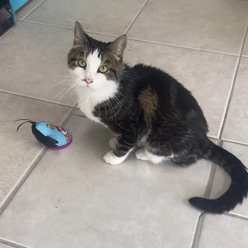 Enlarge Queen Mini, a Adoptable Domestic Short Hair in Eureka Springs, AR image 3/5