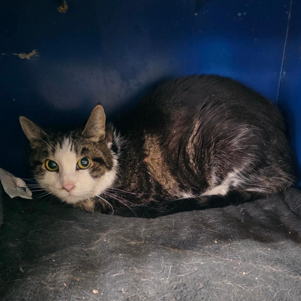 Enlarge Queen Mini, a Adoptable Domestic Short Hair in Eureka Springs, AR image 2/2