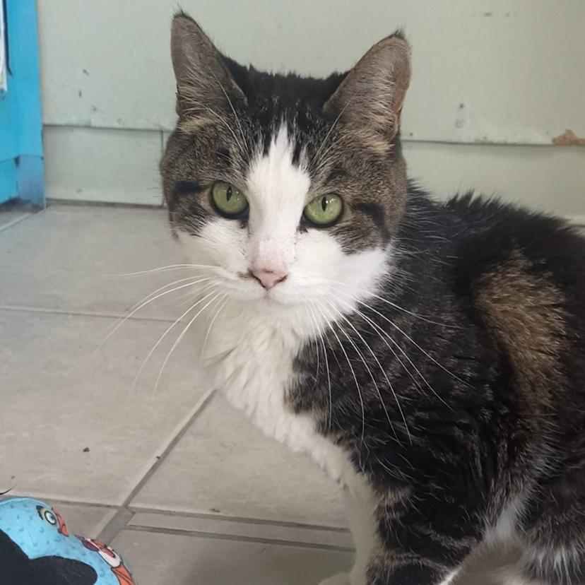 Enlarge Queen Mini, a Adoptable Domestic Short Hair in Eureka Springs, AR image 5/5