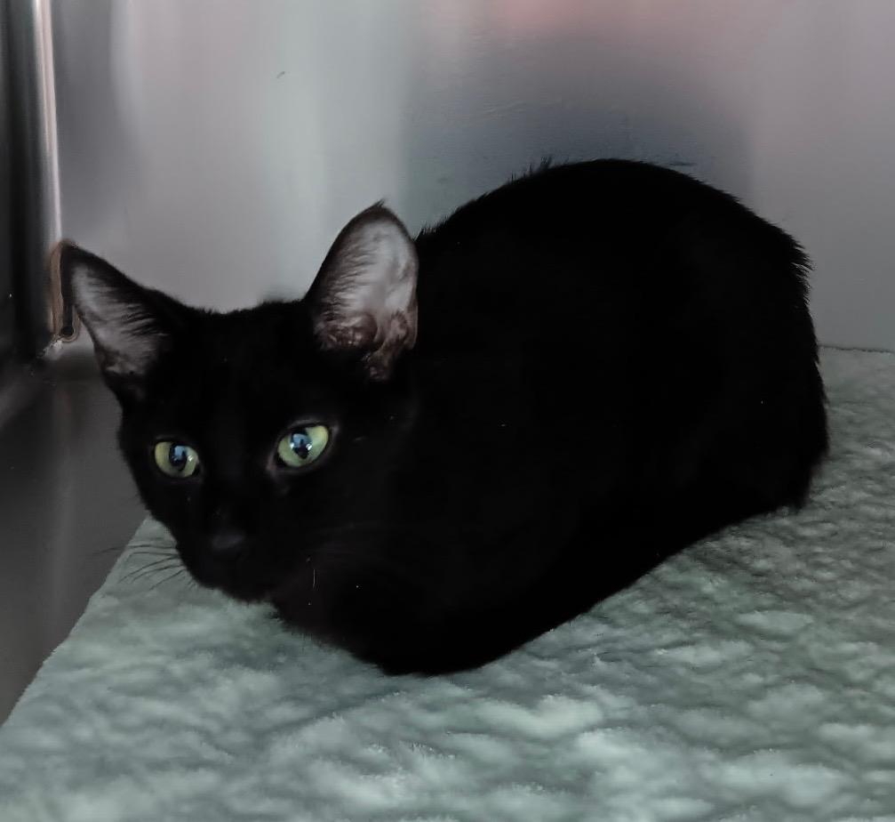 Enlarge Spirit, a Adoptable mixed breed in Crandon, WI image 1/1