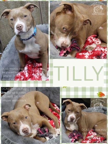 Enlarge TILLY, a Adoptable mixed breed in Kenansville, NC image 1/1