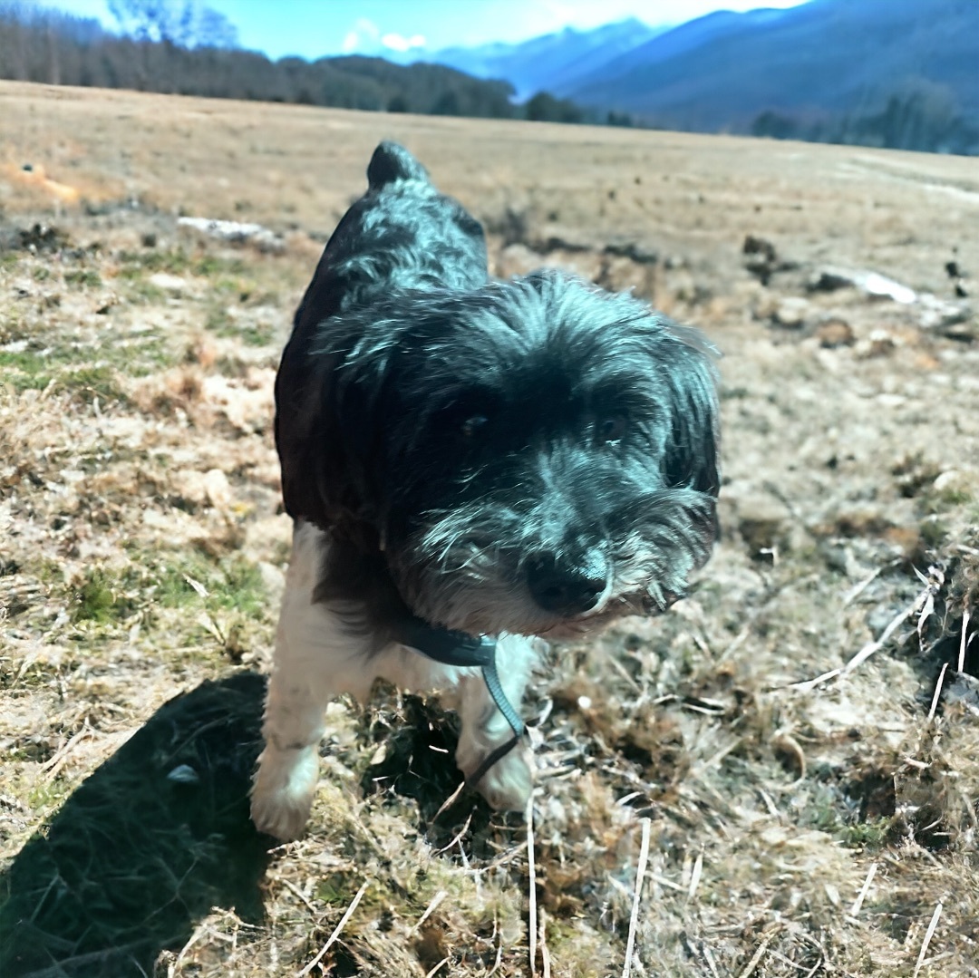Oreo, Adopted, Senior Male Yorkshire Terrier & Schnauzer.