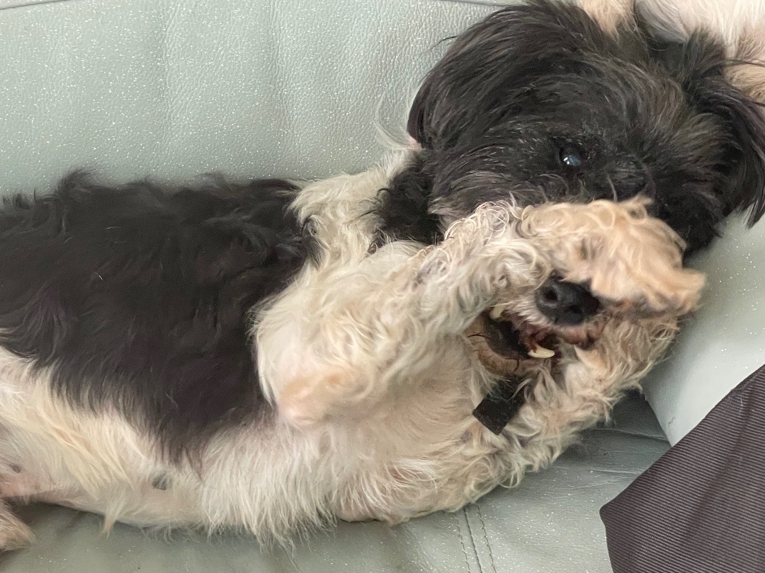 Enlarge Oreo, a Adopted mixed breed in Cypress, TX image 2/4