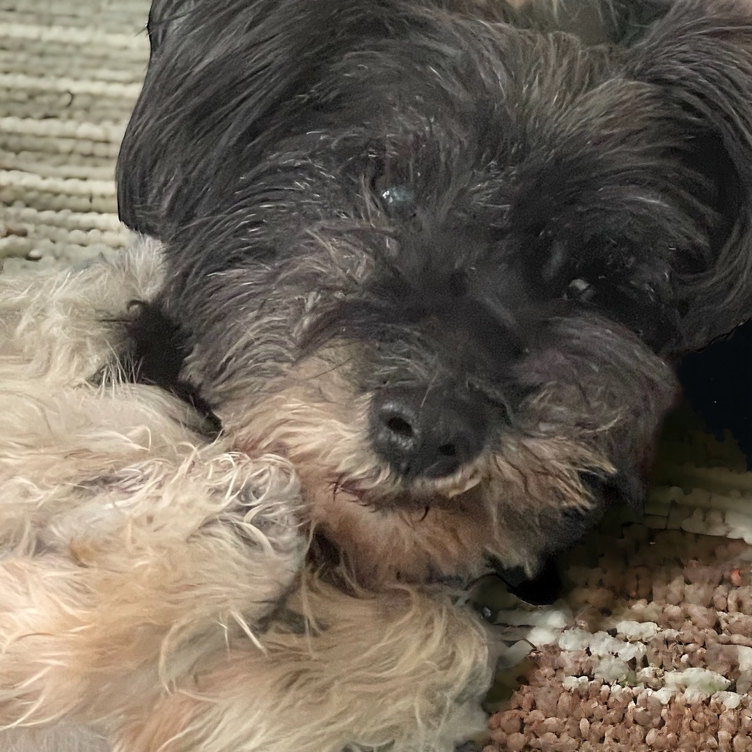 Enlarge Oreo, a Adopted mixed breed in Cypress, TX image 3/4