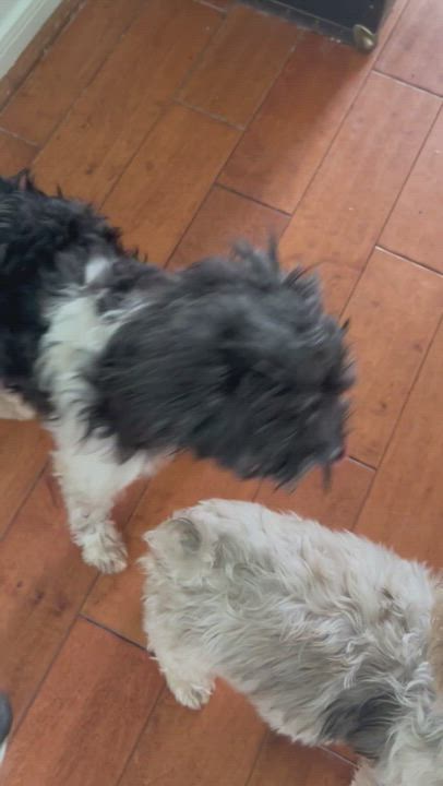 Enlarge Oreo, a Adopted mixed breed in Cypress, TX video 4/4