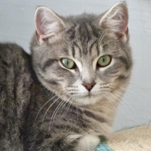 Tia, ADOPTABLE, Kitten Female Tabby.