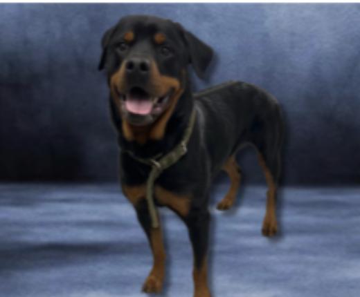 Enlarge Fuse, a Adoptable Rottweiler in Hillsboro, NH image 1/1