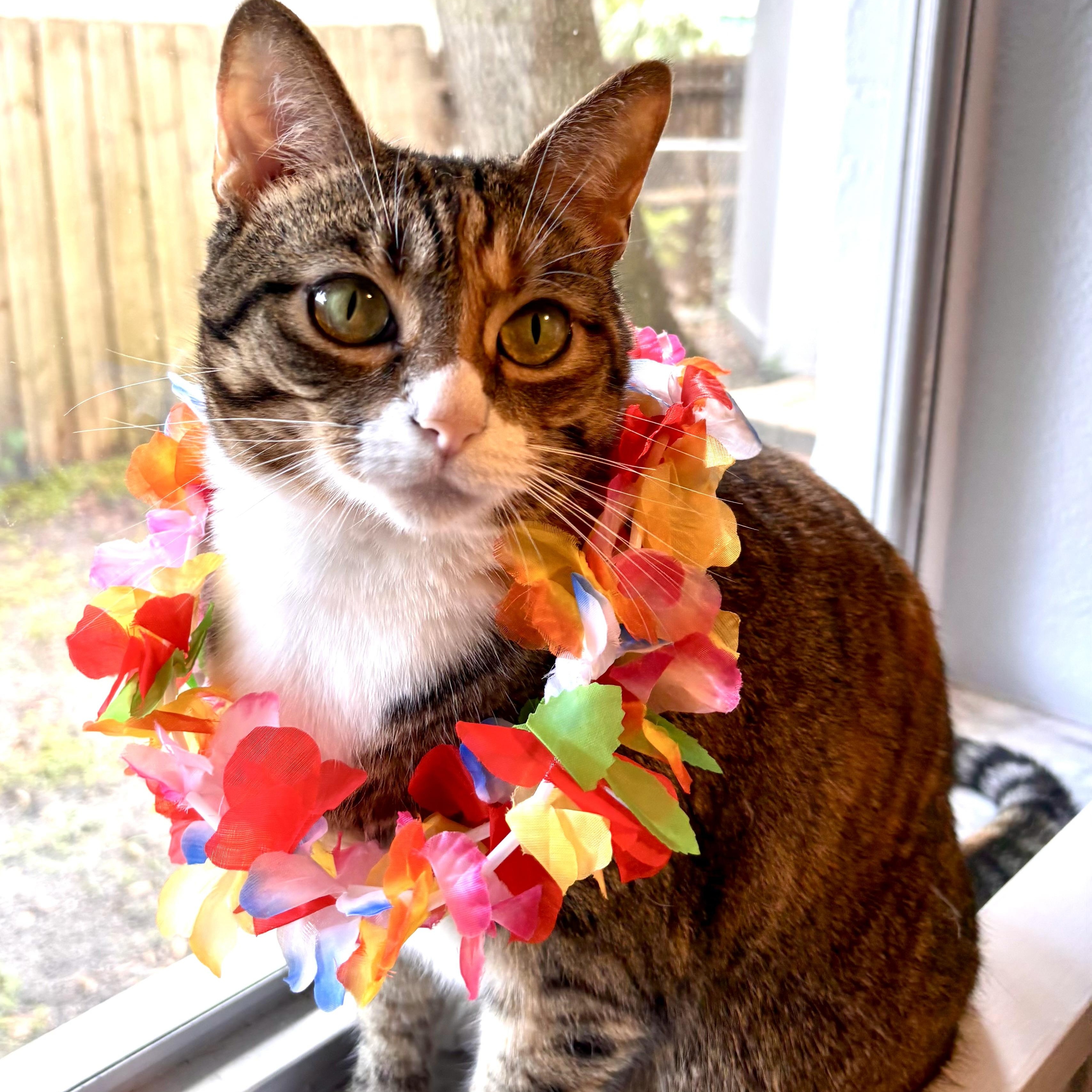 Enlarge Helene, an adopted Extra-Toes Cat / Hemingway Polydactyl in Tampa, FL image 1/6