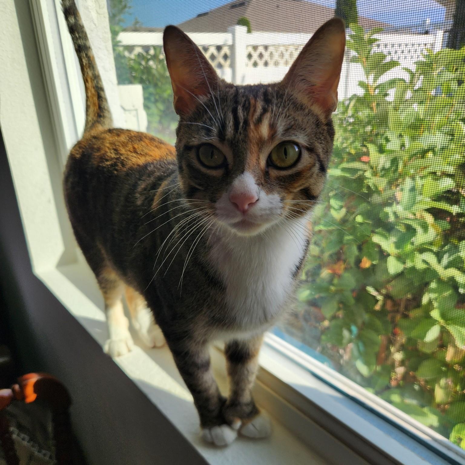 Enlarge Helene, an adopted Extra-Toes Cat / Hemingway Polydactyl in Tampa, FL image 5/6