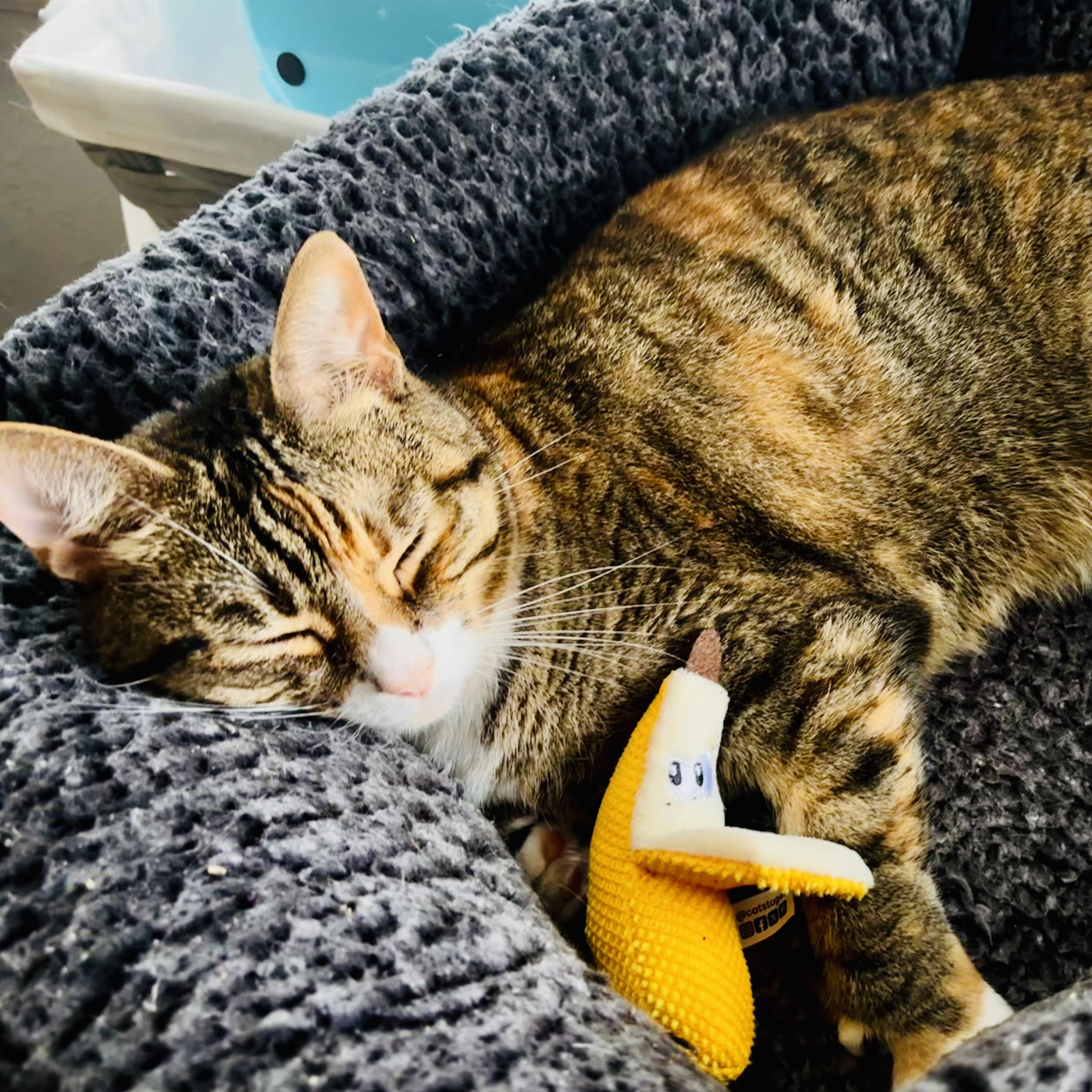 Enlarge Helene, an adopted Extra-Toes Cat / Hemingway Polydactyl in Tampa, FL image 3/6