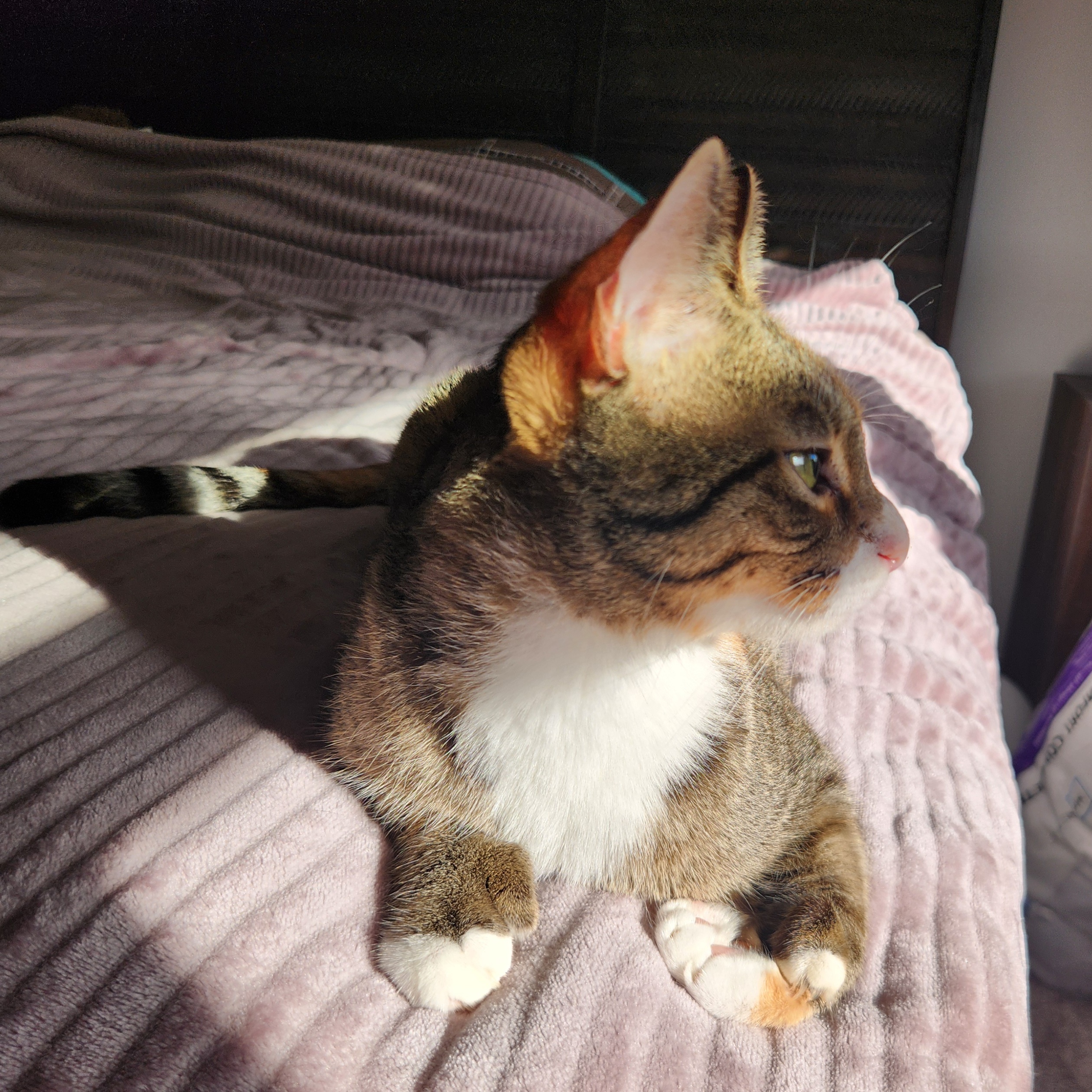 Enlarge Helene, an adopted Extra-Toes Cat / Hemingway Polydactyl in Tampa, FL image 6/6