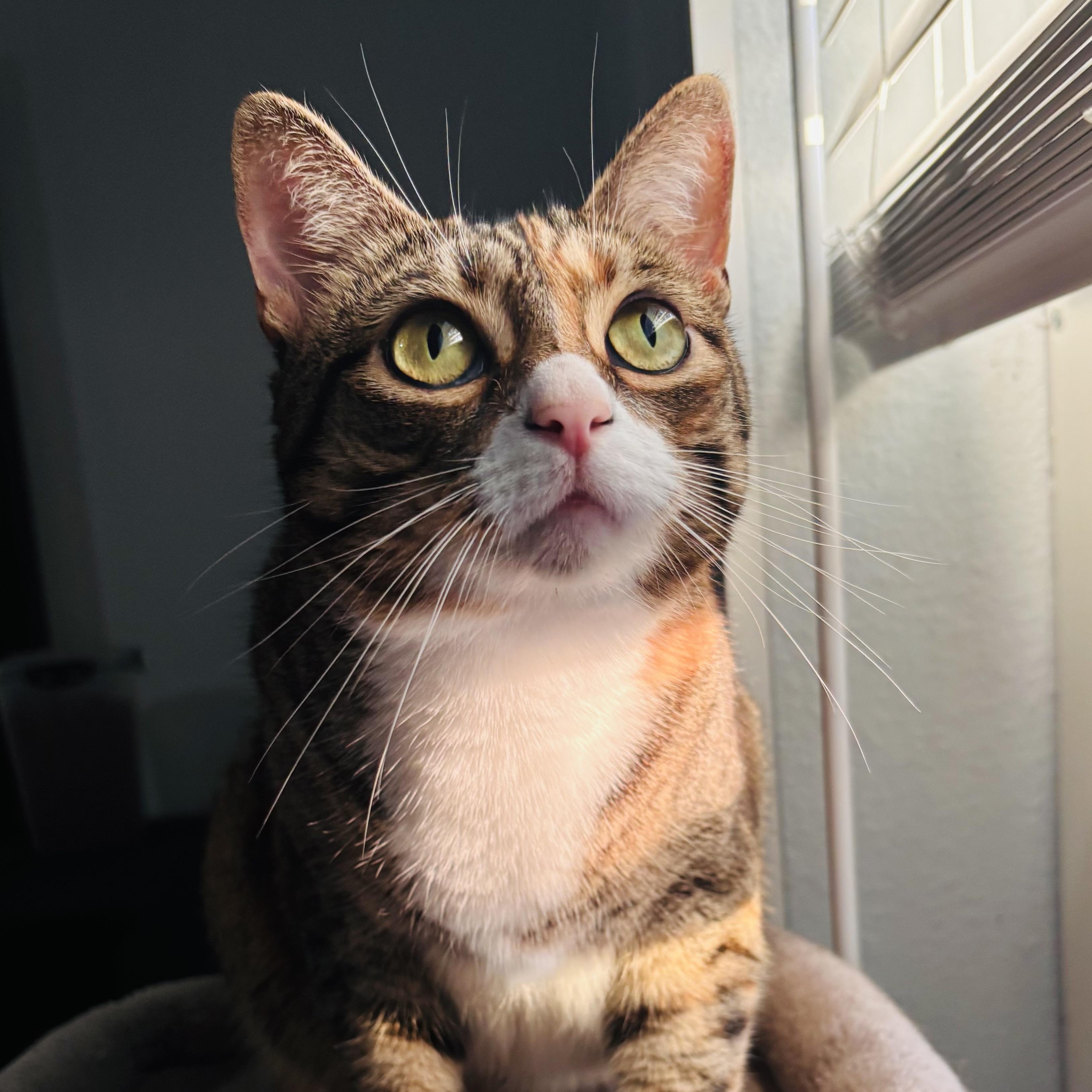 Enlarge Helene, an adopted Extra-Toes Cat / Hemingway Polydactyl in Tampa, FL image 2/6