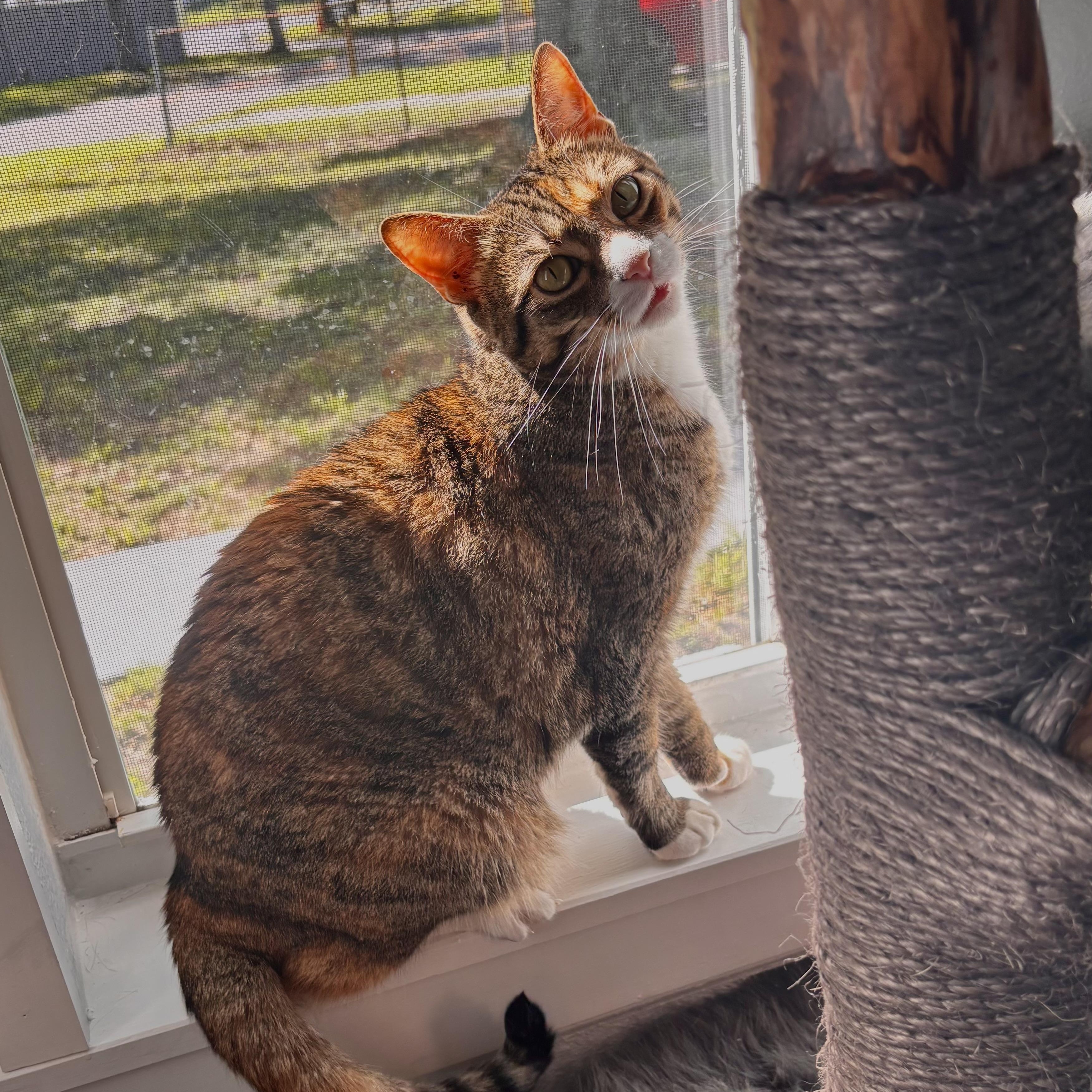 Enlarge Helene, an adopted Extra-Toes Cat / Hemingway Polydactyl in Tampa, FL image 4/6