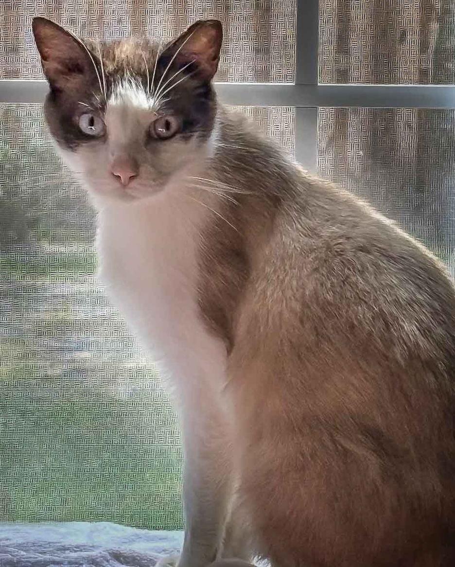 Hank, Adoptable, Young Male Snowshoe & Siamese.