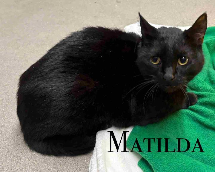 Enlarge Matilda, a ADOPTABLE Domestic Short Hair in Craig, CO image 1/1